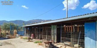 Grausamer Fund in Spanien: 14 Hunde eingesperrt und tot aufgefunden – Besitzer festgenommen